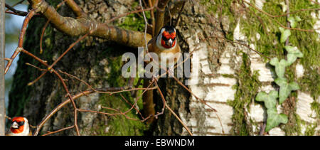 Der schöne europäische Stieglitz Fütterung auf die Rinde eines Baumes Silver Birch. Rotes Gesicht schwarze Kopf Tail & Flügel, gelbe Flügel bar Stockfoto