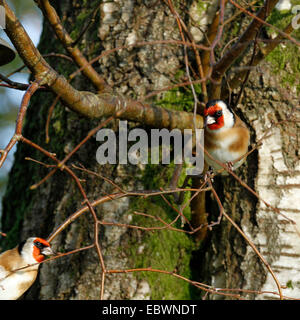 Stieglitze auf der Suche nach Nahrung, thront wunderschöne Vögel auf Zweigen von einer Birke Baum, rote Gesicht weiße & schwarz Kopf Rost Körper Stockfoto