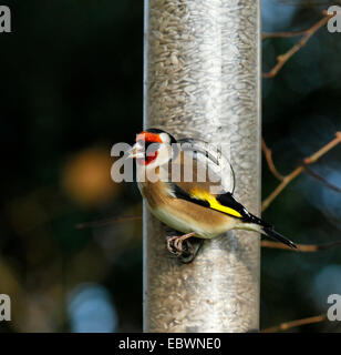 Der schöne europäische Stieglitz Fütterung auf einem schwarzen Sonnenblumenkerne Feeder. Rotes Gesicht schwarze Kopf Tail & Flügel, gelbe Flügel bar Stockfoto