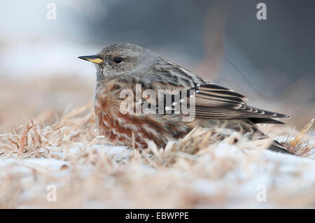 Alpine beobachtet (Prunella Collaris) im Winter, Innsbruck, Tirol, Österreich Stockfoto