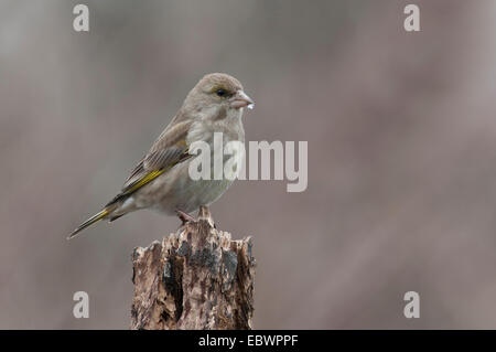 Grünfink (Zuchtjahr Chloris), weibliche thront auf einem Baumstumpf, Innsbruck, Tirol, Österreich Stockfoto