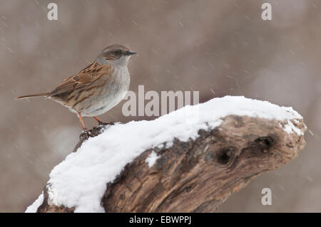 Heckenbraunelle (Prunella Modularis) thront auf einem Baumstumpf bei Schneefall, Innsbruck, Tirol, Österreich Stockfoto