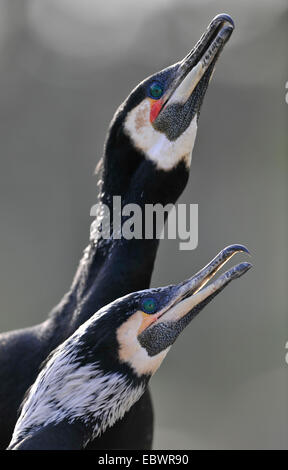 Paar Kormorane oder schwarzen Kormorane (Phalacrocorax Carbo), während der Balz, Stuttgart, Baden-Württemberg Stockfoto