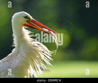 Weißstorch (Ciconia Ciconia) mit gefangenen Fisch im Schnabel, Stuttgart, Baden-Württemberg, Deutschland Stockfoto