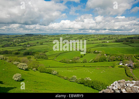 Spektakuläre Aussicht auf riesigen Smaragd Ackerland umgeben von Hecken auf Hügeln & Täler erstreckt sich bis Horizont & Blau Himmel - in Wales Stockfoto
