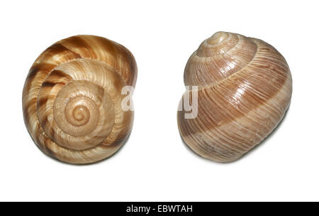 Leere Hülle von Burgund Schnecke, essbare Schnecken oder Weinbergschnecke (Helix Pomatia), Deutschland Stockfoto
