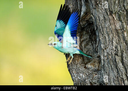 Blauracke (Coracias Garrulus), flogen aus dem Verschachtelung Loch in einen alten Apfelbaum, Bulgarien Stockfoto