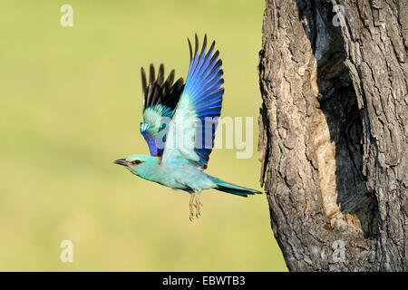 Blauracke (Coracias Garrulus), flogen aus dem Verschachtelung Loch in einen alten Apfelbaum, Bulgarien Stockfoto