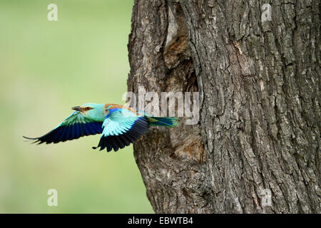 Blauracke (Coracias Garrulus), flogen aus dem Verschachtelung Loch in einen alten Apfelbaum, Bulgarien Stockfoto