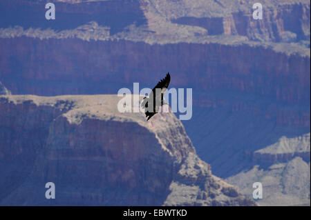 Kalifornien-Kondor (Gymnogyps Californianus), bedrohte Arten, Weiblich, Jugendkriminalität, Grand Canyon Nationalpark in Arizona Stockfoto