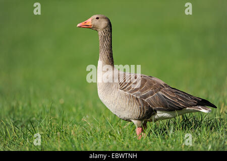 Graugans (Anser Anser) steht auf einer Wiese, Thüringen, Deutschland Stockfoto