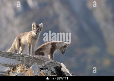 Young Polarfüchse (Vulpes Lagopus, Sy Alopex Lagopus) im Dovrefjell-Sunndalsfjella-Nationalpark, Norwegen Stockfoto