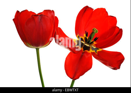 Blumen rote Tulpe (Tulipa), eine verwelkte Blume, Eckental, Middle Franconia, Bayern, Deutschland Stockfoto