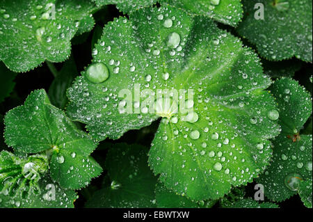 Blätter von einem Frauenmantel (Alchemilla) mit Wasser Tropfen, Eckental, Middle Franconia, Bayern, Deutschland Stockfoto