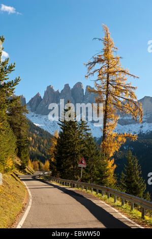 Bergstraße, Europäische Lärche (Larix Decidua), Bergwald im Herbst, Geisler, Geisler Gruppe, Naturpark Puez, Dolomiten, Alpen Stockfoto