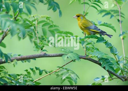 Grünfink (Zuchtjahr Chloris), Rhodopen, Bulgarien Stockfoto