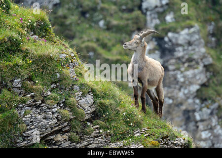 Alpensteinbock (Capra Ibex) stehend auf steilem Gelände, Berner Oberland, Kanton Bern, Schweiz Stockfoto
