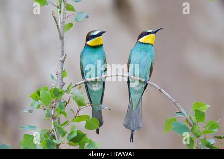 Zwei Bienenfresser (Merops Apiaster) thront auf einem Zweig, Sachsen-Anhalt, Deutschland Stockfoto