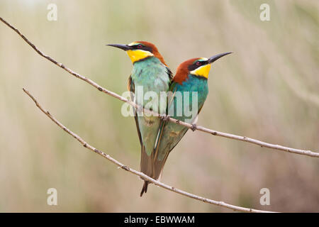 Zwei Bienenfresser (Merops Apiaster) thront auf einem Zweig, Sachsen-Anhalt, Deutschland Stockfoto