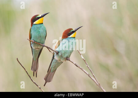 Zwei Bienenfresser (Merops Apiaster) thront auf einem Zweig, Sachsen-Anhalt, Deutschland Stockfoto