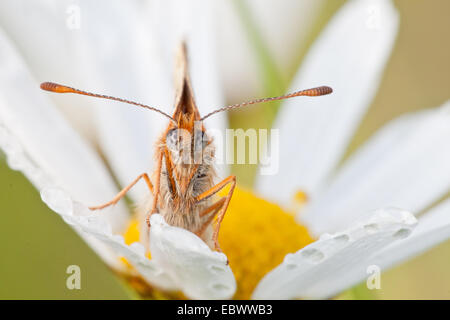 Heide Fritillary (Melitaea Athalia) auf Oxeye Daisy (Leucanthemum Vulgare), Nordhessen, Hessen, Deutschland Stockfoto