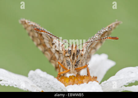 Heide Fritillary (Melitaea Athalia) auf Oxeye Daisy (Leucanthemum Vulgare), Nordhessen, Hessen, Deutschland Stockfoto