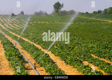 Hybrid-Erdbeere, Garten-Erdbeere (Fragaria X ananassa, Fragaria Ananassa), Bewässerung Anlage am Erdbeerfeld, Deutschland, Nordrhein Westfalen Stockfoto