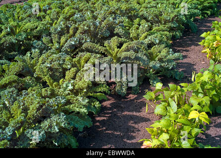 Grünkohl, wird (Brassica Oleracea var. Sabellica, Brassica Oleracea Convar. Acephala var. Sabellica), Kohl und Bohnen in einem ländlichen Garten, Deutschland Stockfoto