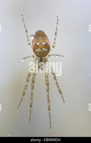 Herbst Orbweaver (Metellina spec.), fällt in Tis-Web mit Tau, Deutschland, Nordrhein-Westfalen, Bergisches Land Stockfoto