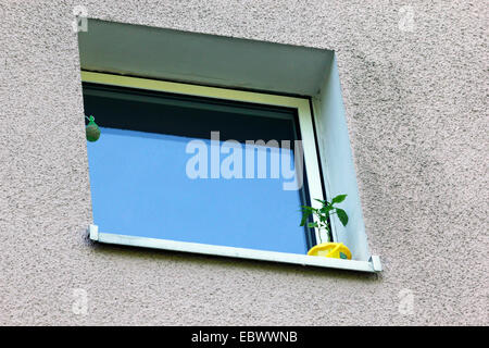 Chili-Pfeffer, Paprika (Capsicum Annuum), Pfeffer Pflanze auf einer Fensterbank, Herdecke, Ruhrgebiet, Nordrhein-Westfalen, Deutschland Stockfoto