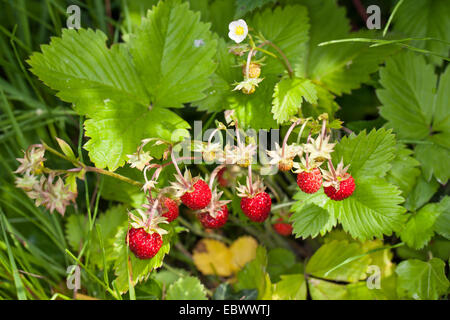 Wilde Erdbeeren, Wald-Erdbeere, Wald-Erdbeere (Fragaria Vesca), mit Blumen und reifen Früchten, Deutschland Stockfoto