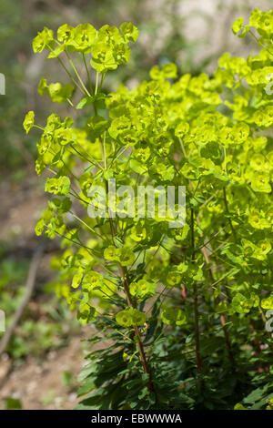 Holz-Wolfsmilch (Euphorbia Amygdaloides), blühen, Deutschland Stockfoto