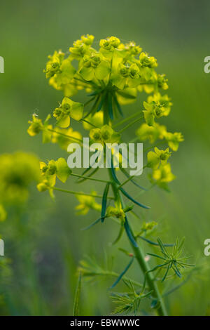 Zypressen-Wolfsmilch (Euphorbia Cyparissias), Blütenstand, Deutschland Stockfoto