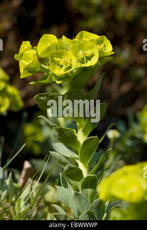 Schleichende Wolfsmilch, Esel Tail, Myrtle Wolfsmilch (Euphorbia Myrsinites), blühen Stockfoto