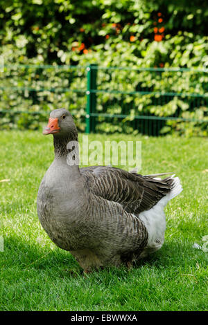 Pommersche Gans, Ruegener Gans (Anser Anser F. Domestica), auf einer Wiese, Deutschland Stockfoto