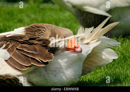 Pommersche Gans, Ruegener Gans (Anser Anser F. Domestica), beim Putzen auf einer Wiese, Deutschland Stockfoto