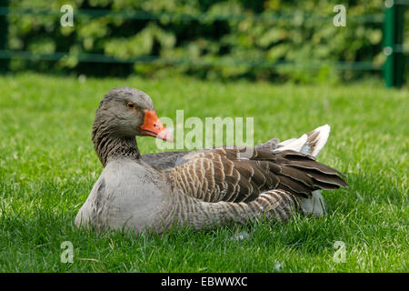 Pommersche Gans, Ruegener Gans (Anser Anser F. Domestica), ruht auf einer Wiese, Deutschland Stockfoto