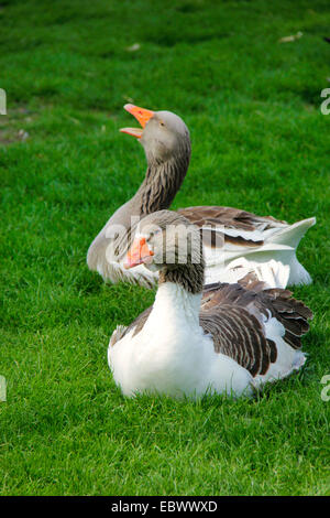 Pommersche Gans, Ruegener Gans (Anser Anser F. Domestica), zwei Gänse, ruht auf einer Wiese, Deutschland Stockfoto