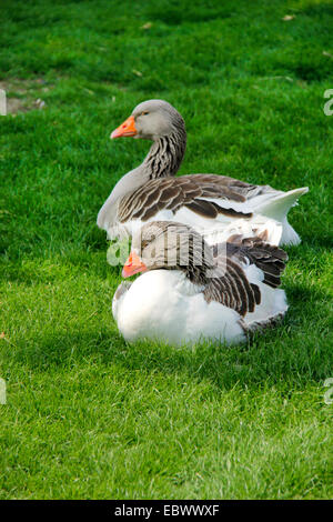 Pommersche Gans, Ruegener Gans (Anser Anser F. Domestica), zwei Gänse, ruht auf einer Wiese, Deutschland Stockfoto