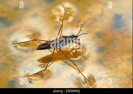 Teich-Skater, Wasser Strider Teich Skipper (Gerris spec.), auf dem Wasser Oberfläche, Deutschland, Nordrhein-Westfalen, Bergisches Land Stockfoto