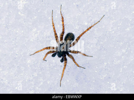 dünnen Beinen Wolf Spinnen (Pardosa spec.), auf Schnee, Oberbayern, Oberbayern, Bayern, Deutschland Stockfoto