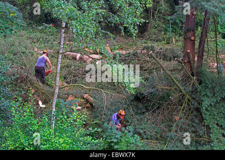 Waldarbeiter Fällen von Bäumen, Deutschland Stockfoto