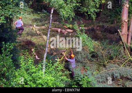 Waldarbeiter Fällen von Bäumen, Deutschland Stockfoto