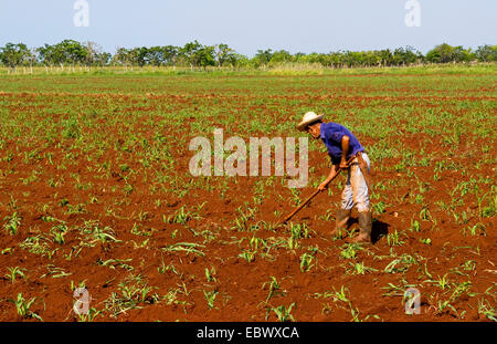 Einfacher Bauer Feldarbeit, Kuba, La Habana