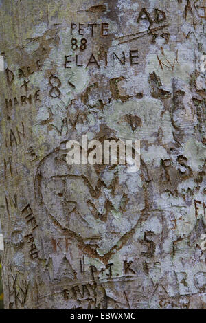 Buche (Fagus Sylvatica), geschnitzte Trivialnamen und ein Herz in einem Baum, Großbritannien, Schottland Stockfoto