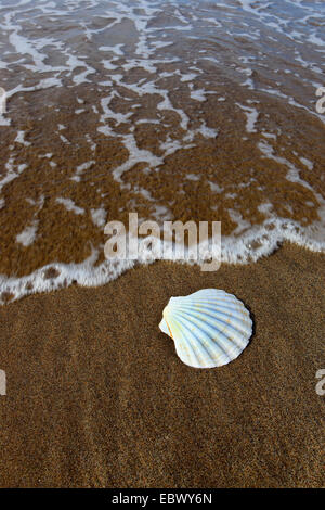 große Jakobsmuschel, gemeinsame Jakobsmuschel, Coquille St. Jacques (Pecten Maximus), am Sandstrand, Großbritannien, Schottland Stockfoto