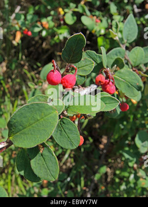 wilde Zwergmispel (Zwergmispel Integerrimus), Zweig mit Früchten, Deutschland, Baden-Württemberg Stockfoto