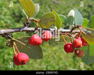 wilde Zwergmispel (Zwergmispel Integerrimus), Zweig mit Früchten, Deutschland, Baden-Württemberg Stockfoto