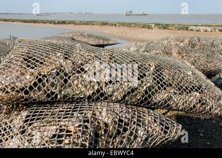 Austern (Ostreidae), Oyster Bed an Fort Louvois, Frankreich, Poitou Vend e Stockfoto