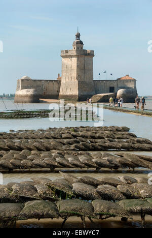 Austern (Ostreidae), Oyster Bed an Fort Louvois, Frankreich, Poitou Vend e Stockfoto